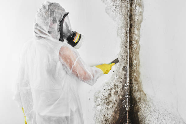 Best Residential Mold Remediation in Lovington, NM