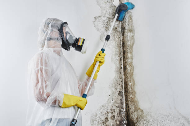 Best Basement Mold Remediation in Lovington, NM