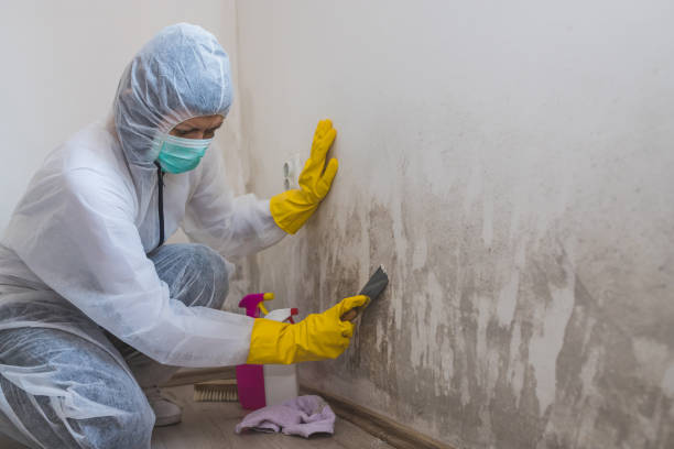 Best Black Mold Remediation in Lovington, NM