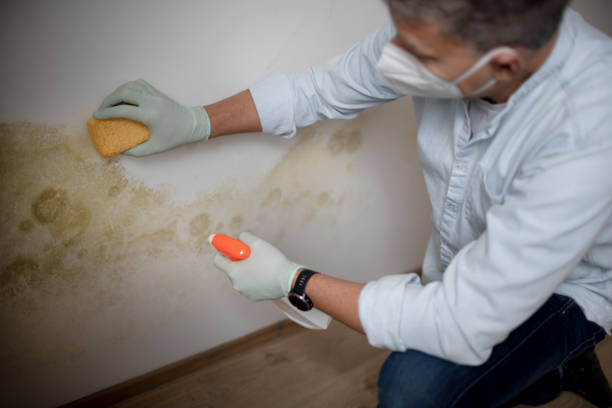 Best Commercial Mold Remediation in Lovington, NM