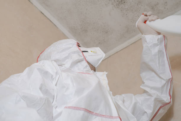 Reliable Lovington, NM Mold Remediation Solutions