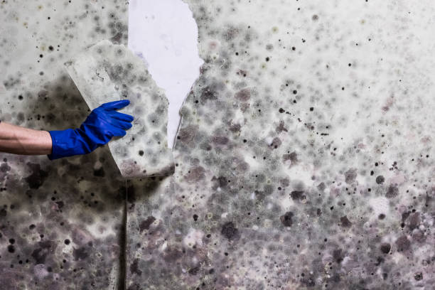 Lovington, NM Mold Remediation Company