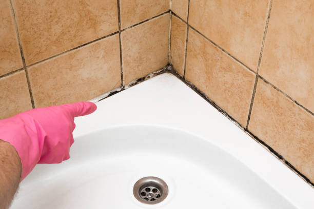 Best Post-Flood Mold Remediation in Lovington, NM